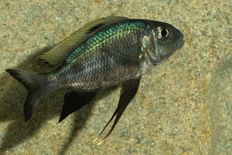 Cunningtonia longiventralis 'Ulwile Island'